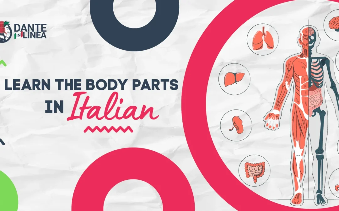 Learn the body parts in Italian