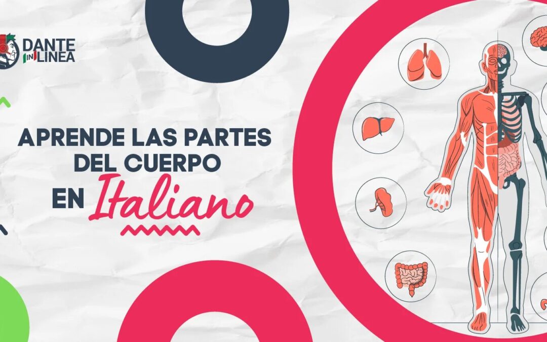Aprende las partes del cuerpo en italiano